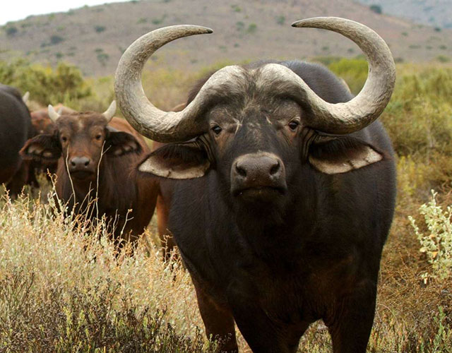 Rainbow Nation Safari